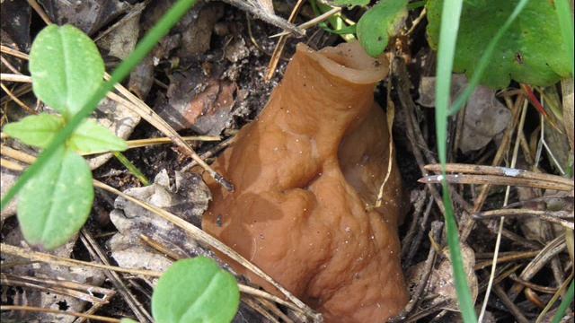 Gyromitra perlata смотреть онлайн