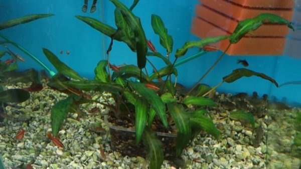 Криптокорина родственная - (Cryptocoryne affinis)