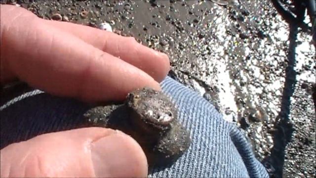 Beach Metal Detecting With The Minelab E-Trac-Finding GOLD смотреть онлайн
