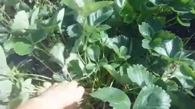 Моллинг пандора - сорт из Англии смотреть онлайн