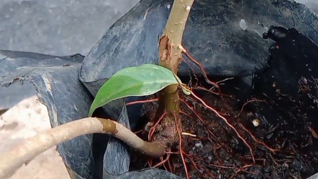 Mengenal 4 Jenis Bahan Bonsai Beringin Iprik / FICUS RETUSA смотреть онлайн