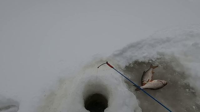 ПЕРВЫМ ОКАЗАЛСЯ ЯЗЬ А ЗА НИМ ВСЕ ОСТАЛЬНЫЕ НА ПЕРВОМ ЛЬДУ РЕКИ ЕТЫ-ПУР! КЛЁВАЯ РЫБАЛКА НАЧАЛАСЬ! смотреть онлайн