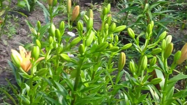 Игры и Развлечения