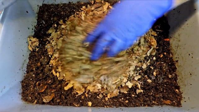 101- & 83-day red wiggler worm bins fed after 9 days - vermicompost смотреть онлайн