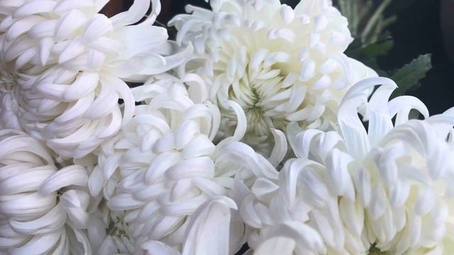 Ооогромные хризантемы в наличии смотреть онлайн