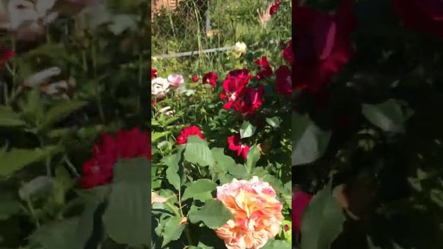 Роза Ля Вилла Котта Бордо Ангела Ландлуст Салита Баронесса 2020 смотреть онлайн