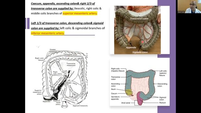 OSPE digestive (Nutrition & GIT module) смотреть онлайн