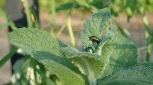 Жуки. Листоед зелёный мятный