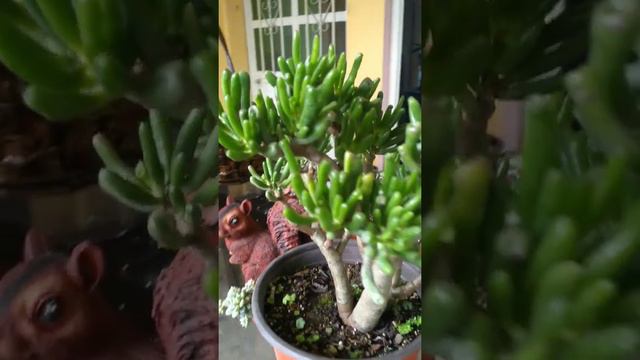 Mi Crassula  Ovata Gollum 🤩(Orejitas De Shrek)