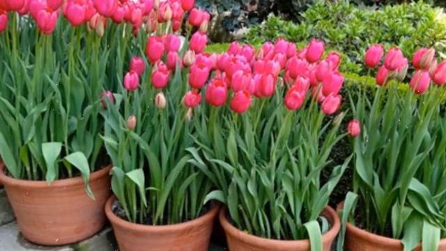 Как Вырастить Тюльпаны к 8 Марта в Домашних Условиях смотреть онлайн