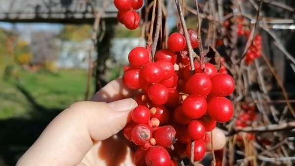 Лимонник китайский (Schisándra chinénsis) ягоды 08.10.2022 .mp4