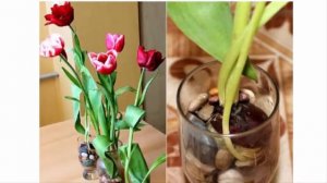 Вырастить тюльпаны дома без использования земли. Цветущие тюльпаны круглый год.