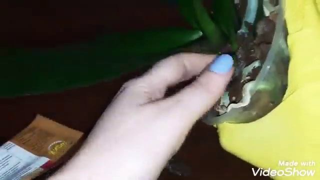 ШОК!!!#Орхидеи/Душ, желтеет лист, грибок, ГНИЛЬ, Черное мокнущее пятно! Максим, фитолавин. смотреть онлайн