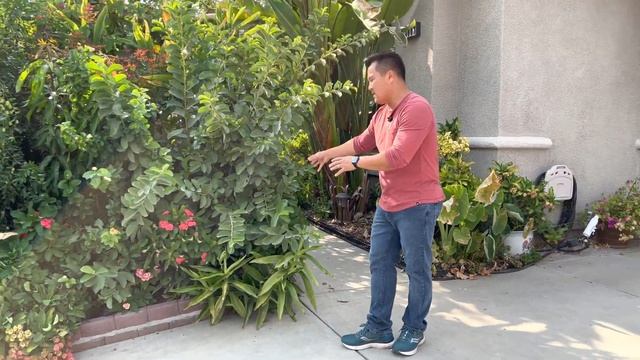 How to Water Your Tropical Fruit Trees ( DO NOT DEEP WATER ) смотреть онлайн