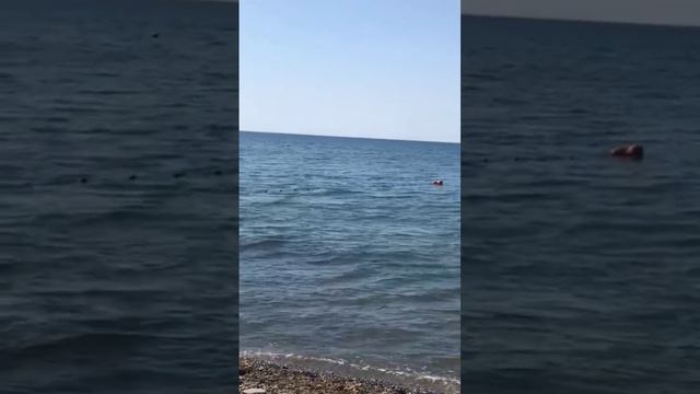 ДЕЛЬФИНЫ У БЕРЕГА!😨 смотреть онлайн