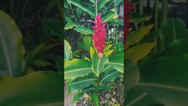 #Alpinia purpurata#Zingiberaceae# смотреть онлайн