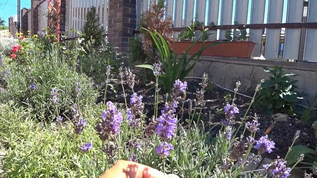 Посадка роз летом. Стоит ли смотреть онлайн