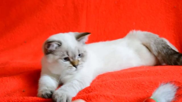 Котята для Вас! Шотландские котята редкого окраса. смотреть онлайн