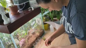 Размножение алоказии ?Укоренение клубеньков алоказии во мху?