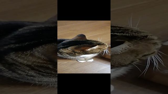 Жалуюсь кошке