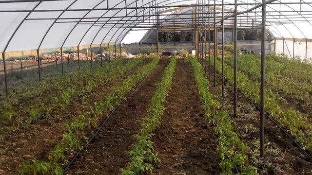 √101 Томатики, сутки от посадки.Высаживали 40 дней от посева. смотреть онлайн