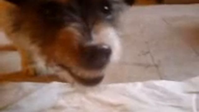 killer dog jack russell terrier смотреть онлайн