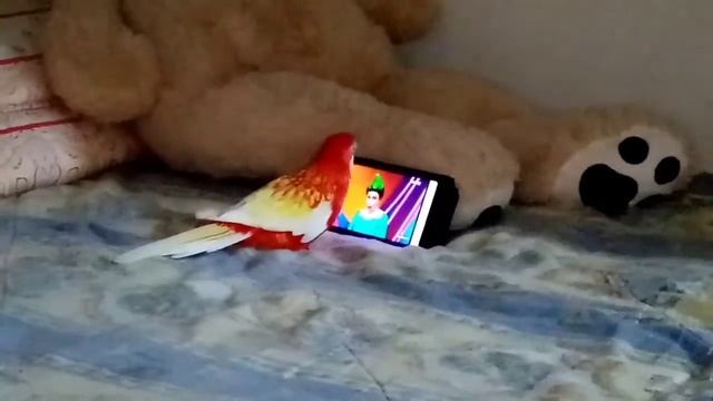 Попугай розелла играет в шахматы, в UNO и разбирается с гаджетами. смотреть онлайн