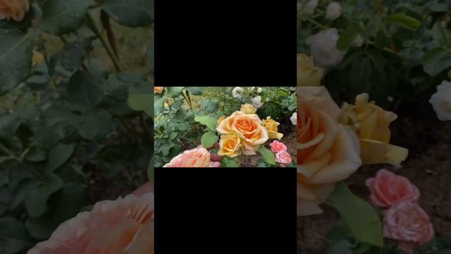 Роза гейша tantau цветение моего сада 2022 ￼￼ смотреть онлайн