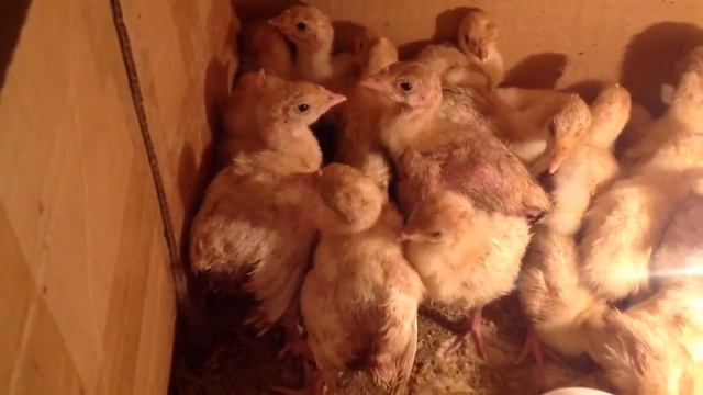 Вес бройлеров кобб-500 14 дней. Индюшата Хайбрид конвертер. Фазан - сокол смотреть онлайн