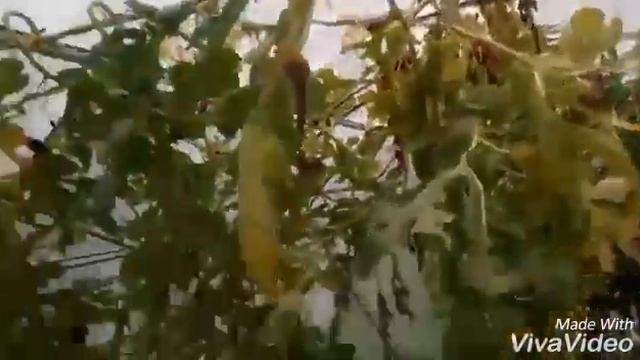 Созревают очень сладкие арбузы в Подмосковье, сорт Ультраскороспелый смотреть онлайн