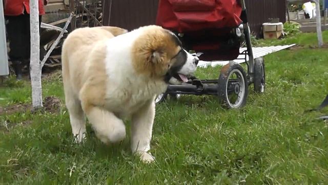 Среднеазиатская овчарка. Щенок из питомника Великий Воин смотреть онлайн