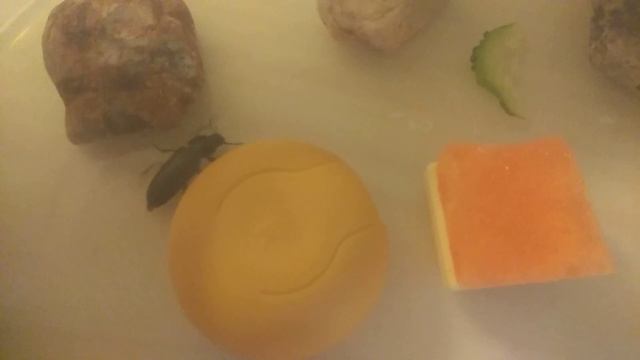 Поведение большого мучного хрущака в условиях неволи смотреть онлайн