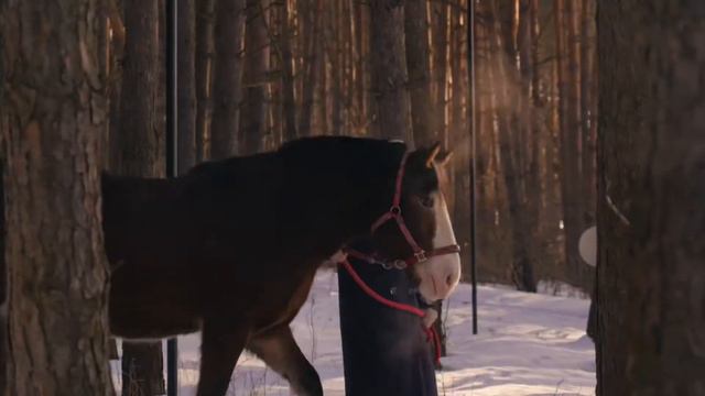 Ролик Pine River 3m смотреть онлайн