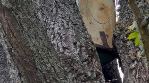 Роеловство 2023. Собрал, установил ловушки - через неделю поймал три роя?! Думал я!... #хочувдеревн