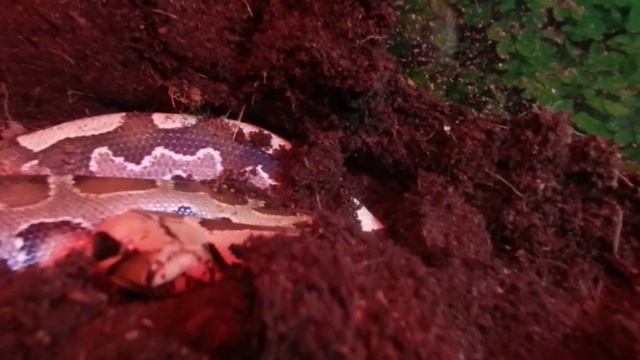 Juvenile Borneo Blood Python Tank Setup And Handling смотреть онлайн