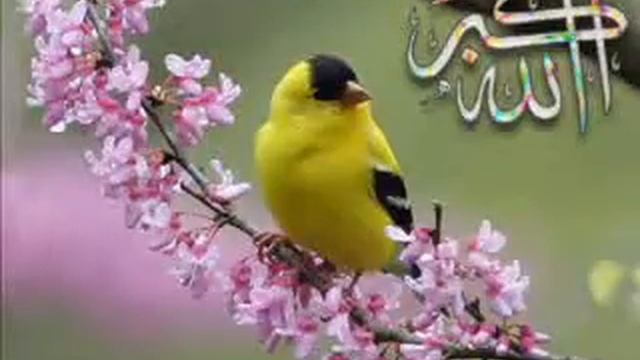 Средства приближения к Аллаху Всевышнему и снискания Его любви 1 смотреть онлайн