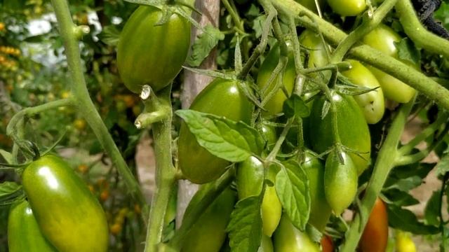 Томат ? ЧЕРРИ ДЮКРЕ F1 от фирмы Партнер. смотреть онлайн