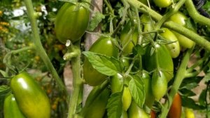 Томат ? ЧЕРРИ  ДЮКРЕ F1 от фирмы Партнер.