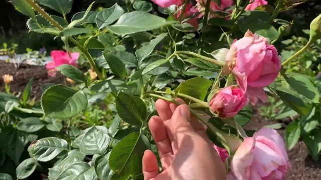 Esmeralda | Hybrid Tea Rose смотреть онлайн