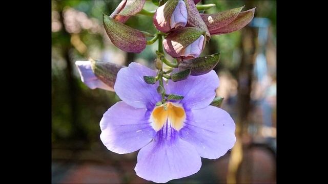 Laurel Clockvine (Thunbergia laurifolia) Antioxidant, Detoxifying, Anti inflammatory, Mood смотреть онлайн