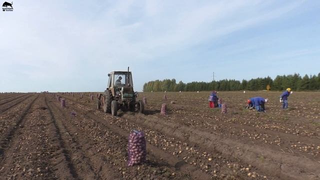 Большим трудом достается картофель смотреть онлайн