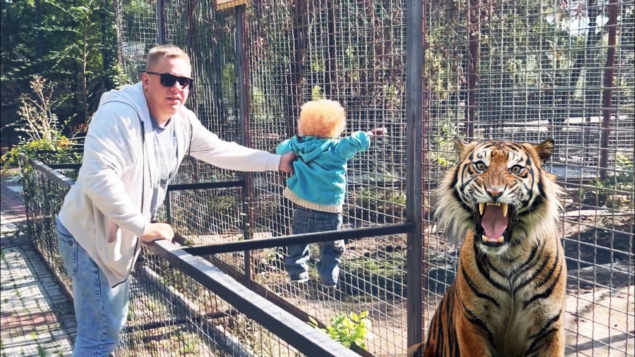 ПОДНЕСЛИ «РЕБEHКА» к тому самому вольеру С ТИГРОМ ЭКСПЕРИМЕНТ в Тайгане смотреть онлайн