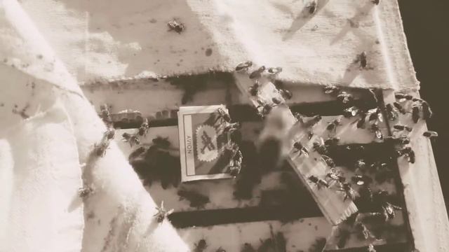 Подсаживаем плодную матку через спичечный коробок смотреть онлайн