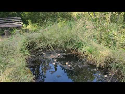 Томск. Таловские чащи. 2021.