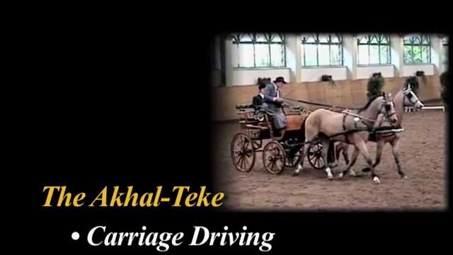 THE AKHAL-TEKE - A HORSE OF HISTORY смотреть онлайн