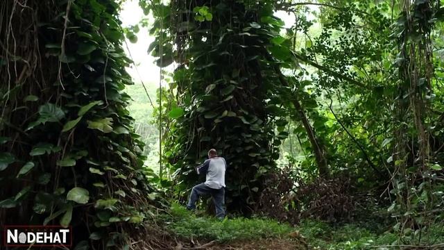 Cientistas encontraram MONSTRO híbrido de PIRANHA com ANACONDA - RECAP смотреть онлайн