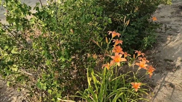 Цветет орхидея/ Что в огороде смотреть онлайн