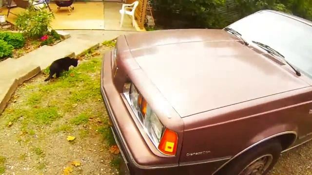 1987 Oldsmobile Firenza And 1962 Ford FALCON Review смотреть онлайн