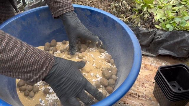 ТЕПЛИЧНЫЕ БУДНИ.ПИКИРОВКА ГИПОЭСТЕСА И ЧЕРЕНКОВАНИЕ ЭОНИУМА #черенкование #пикировка смотреть онлайн
