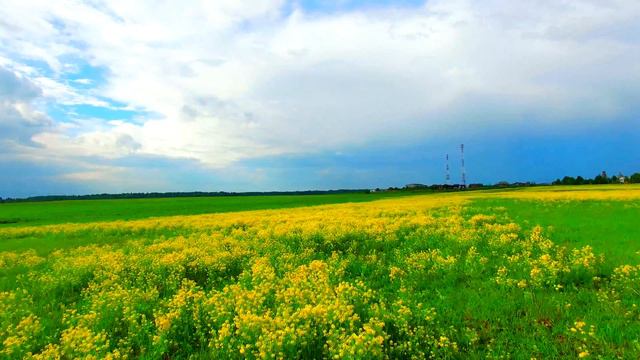 поле зверобоя смотреть онлайн